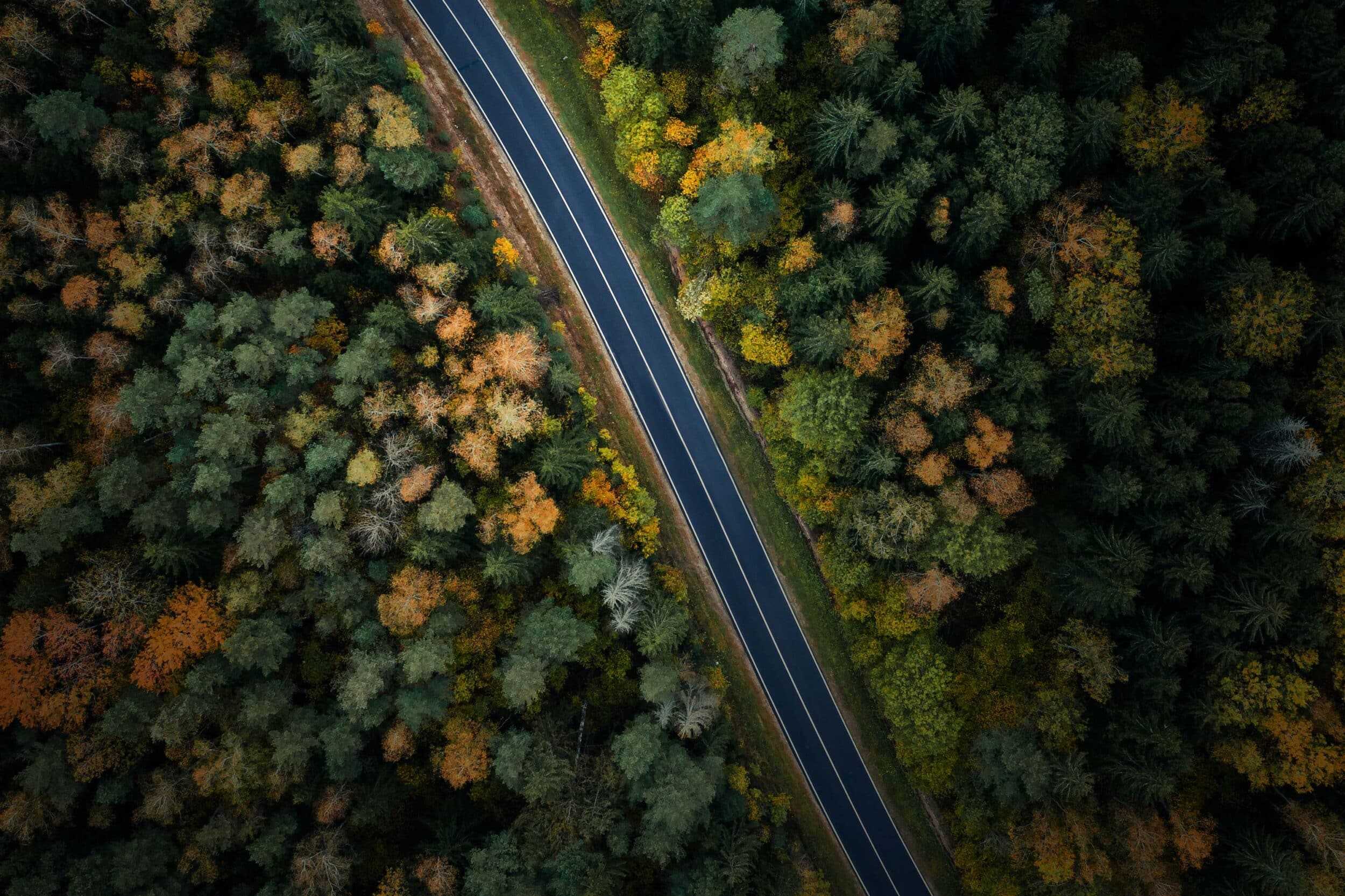 An aerial view of a road through dense trees