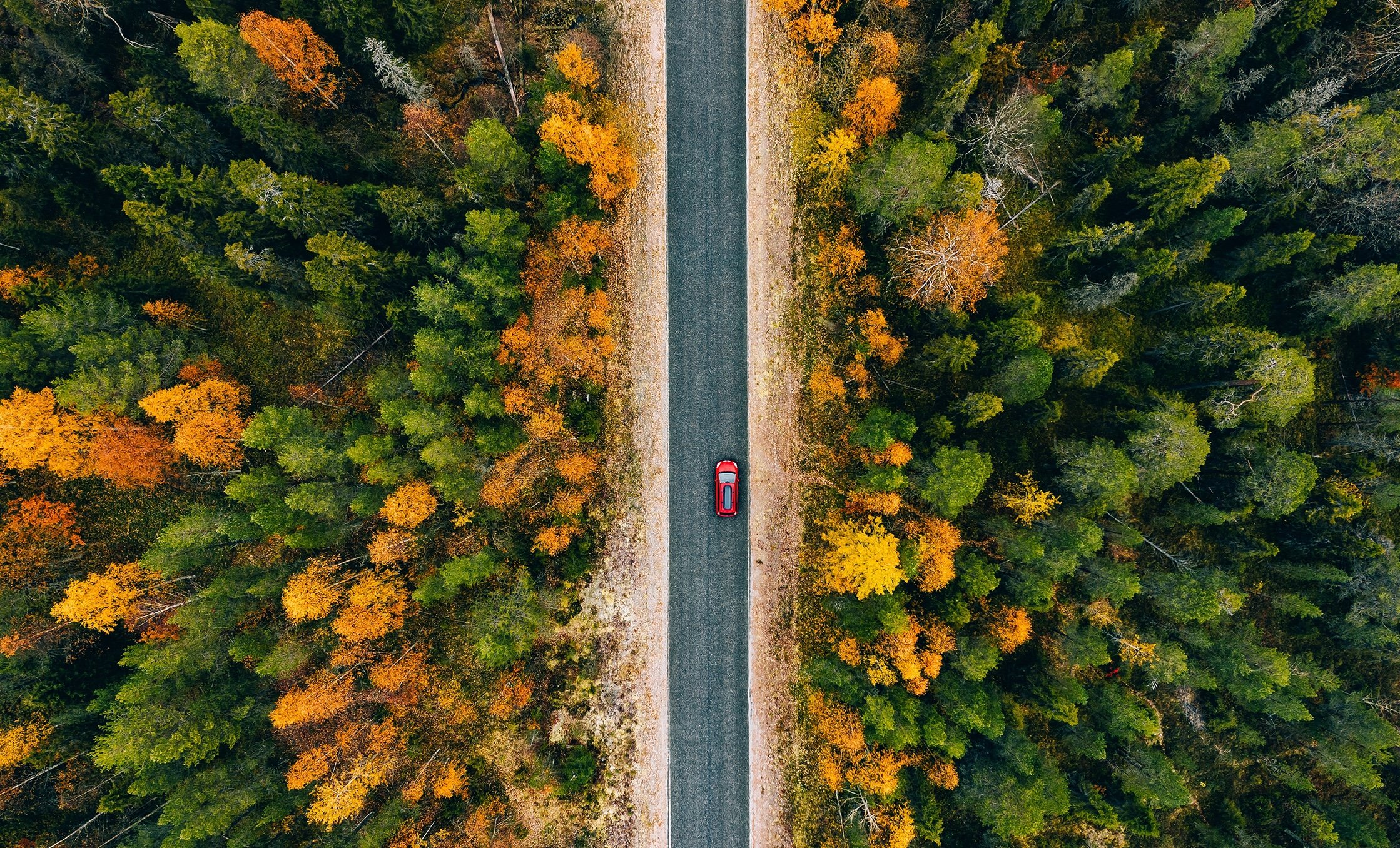 a car on a road surrounded by trees